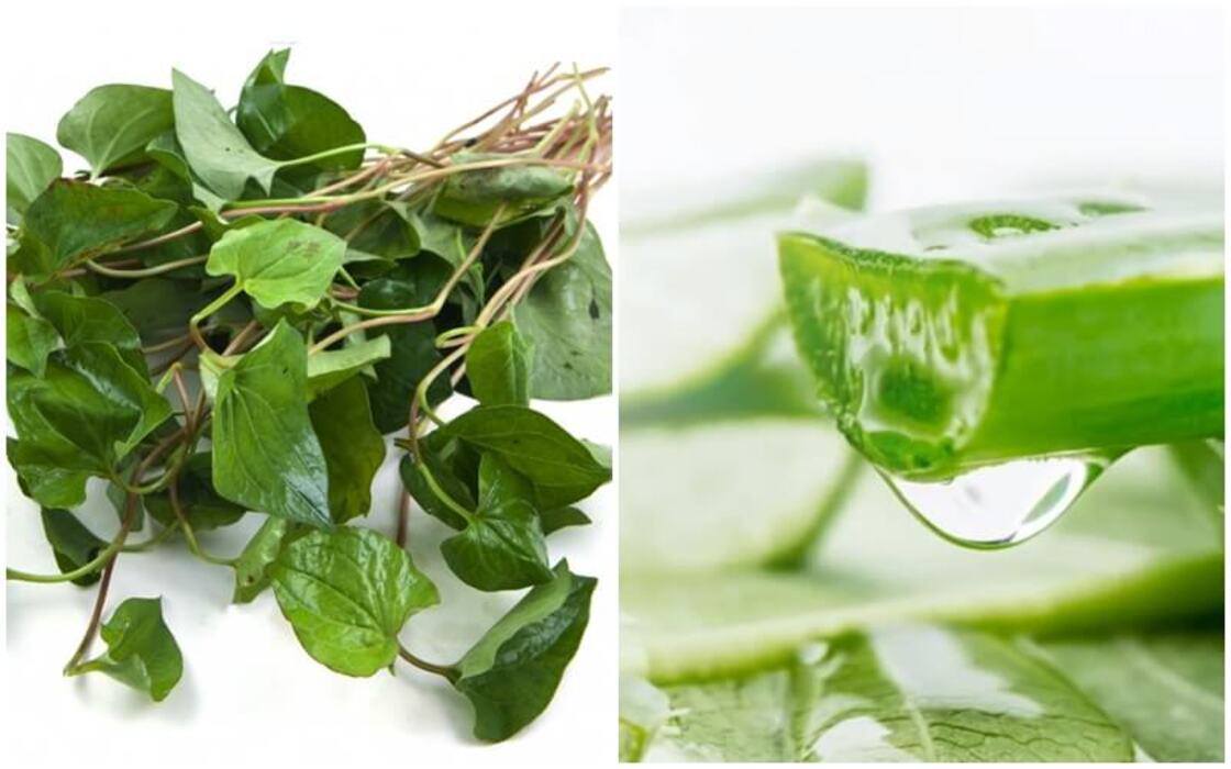 Cách làm mặt nạ diếp cá kết hợp nha đam Mặt nạ diếp cá kết hợp nha đam