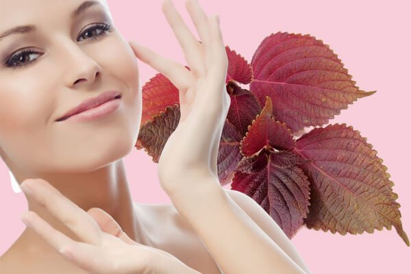 Cách làm nước hoa hồng với lá tía tô