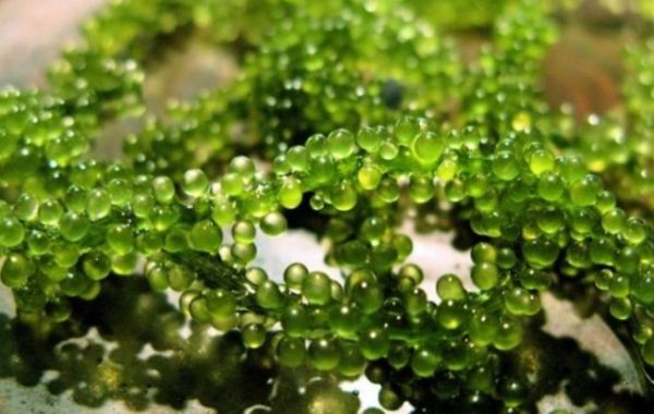 Tảo xoắn - Spirulina platensis