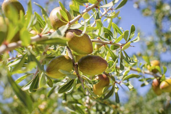 Tìm hiểu về dầu Argan Tìm hiểu về dầu Argan