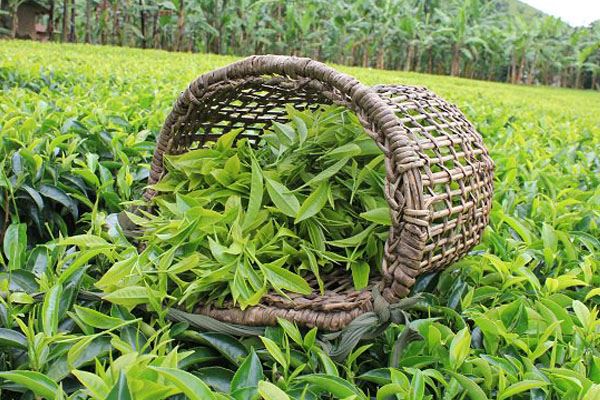 Chiết xuất trà xanh là gì?